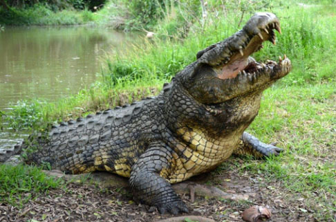 crocworld is near to pearly shells