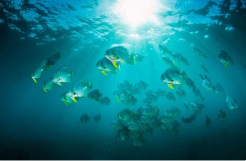 Aliwal Shoal